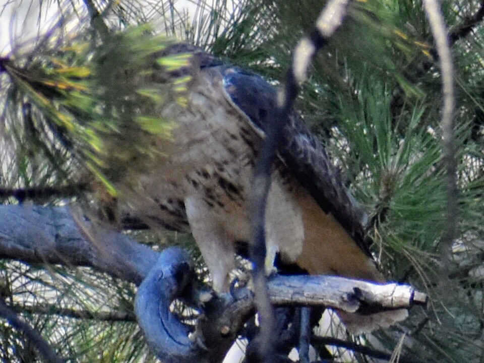 Red-tailed Hawk - ML280744631