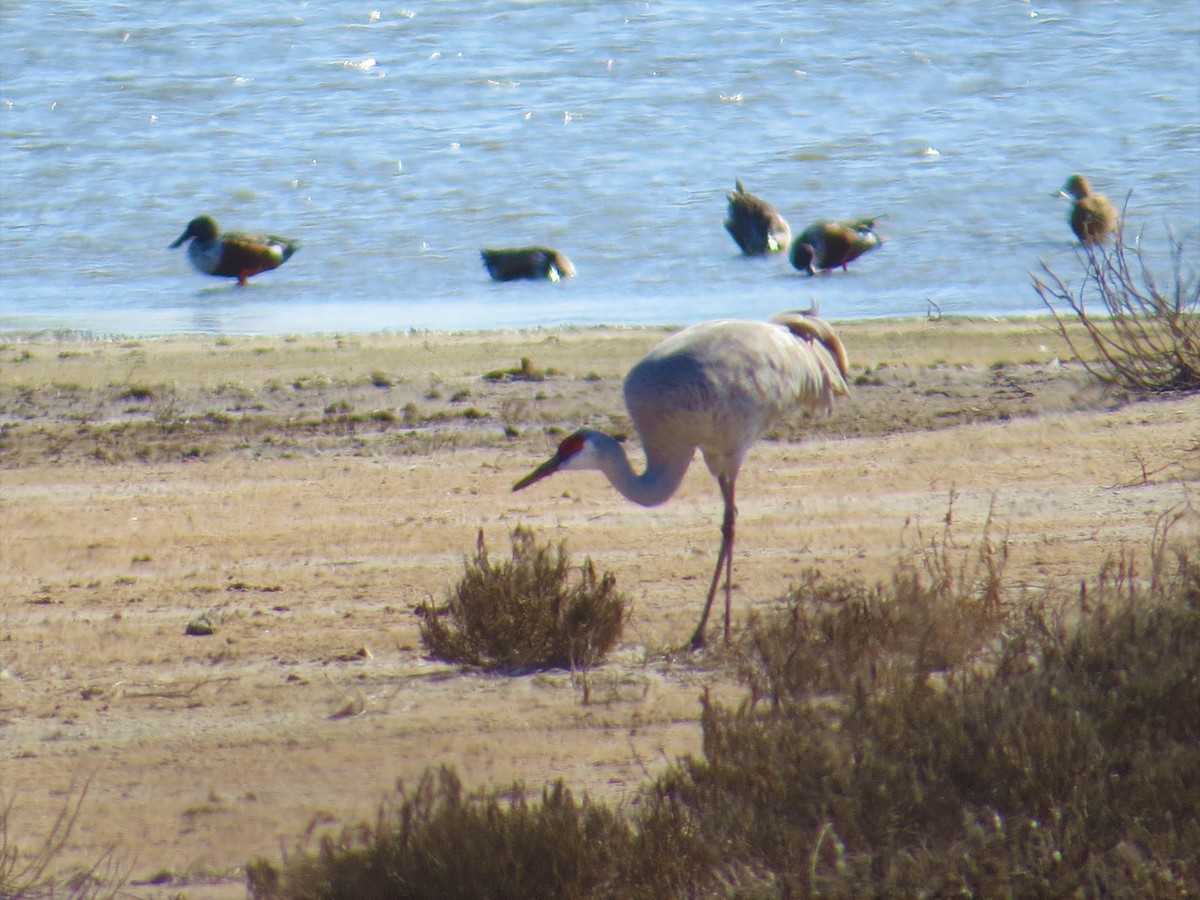 Sandhill Crane - ML280745751