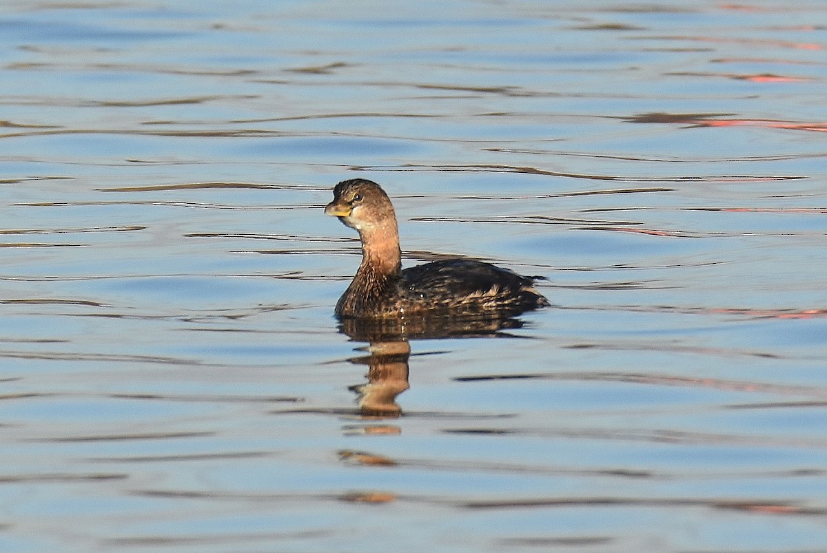 Pied-billed Grebe - ML280747281