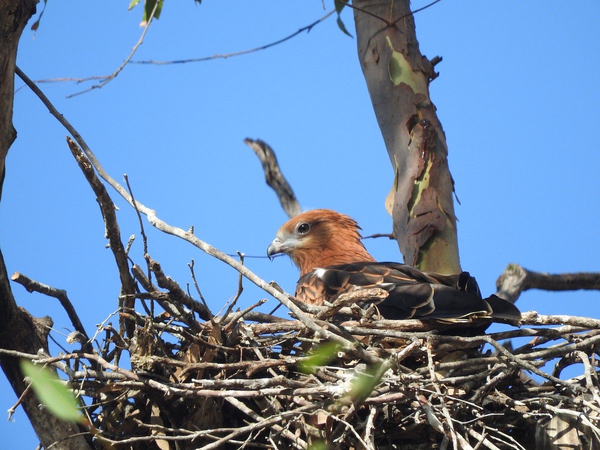 Square-tailed Kite - ML280749461