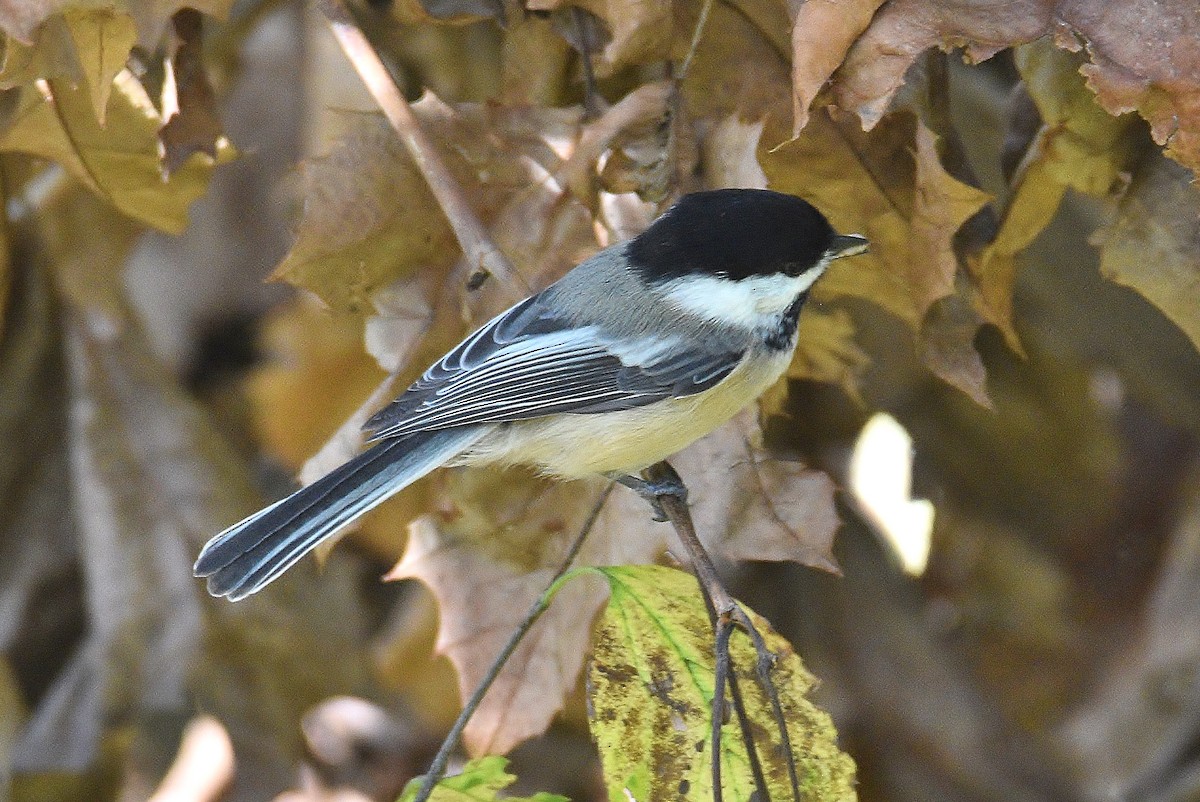 Mésange à tête noire - ML280749801