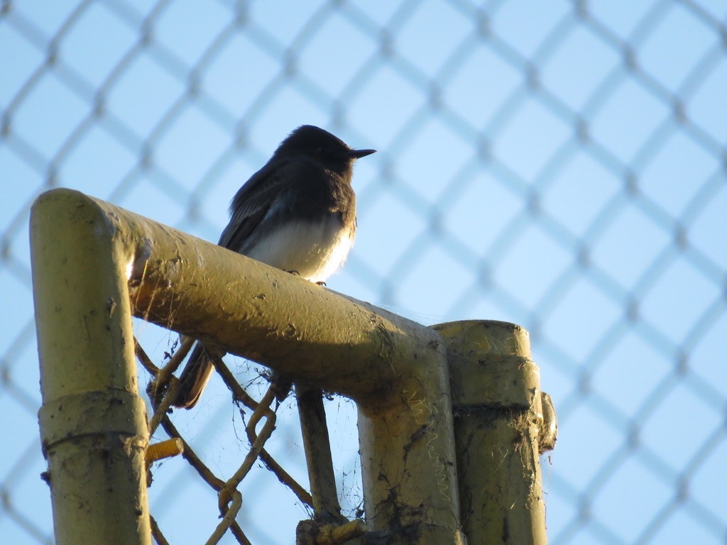 Black Phoebe - ML280754221