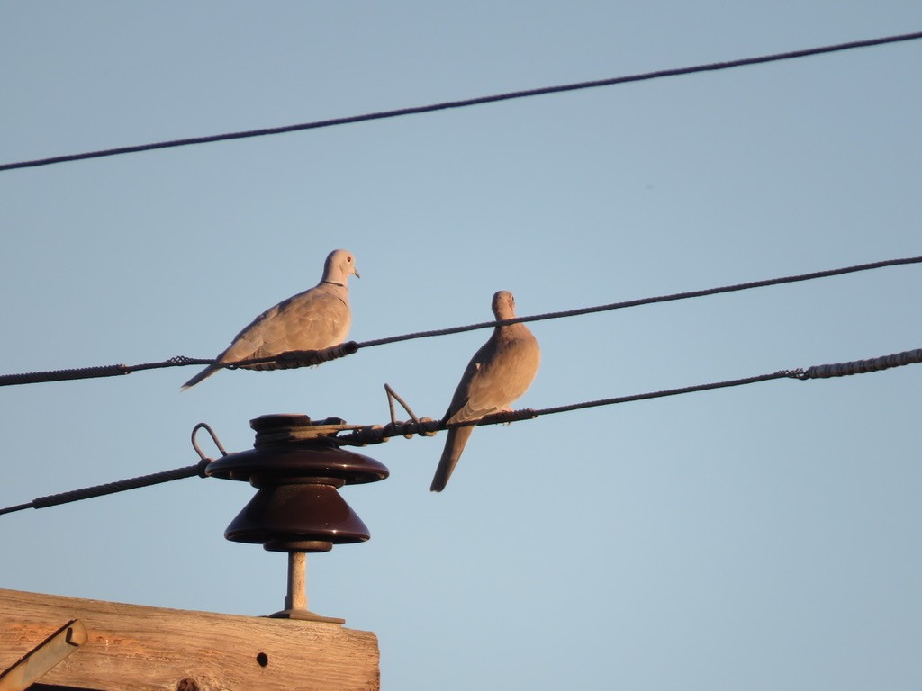 Eurasian Collared-Dove - ML280754291