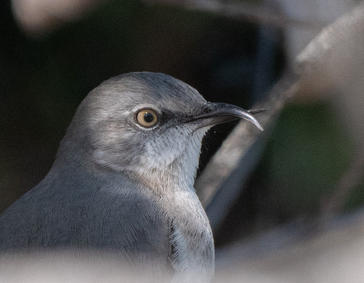 Northern Mockingbird - ML280755791