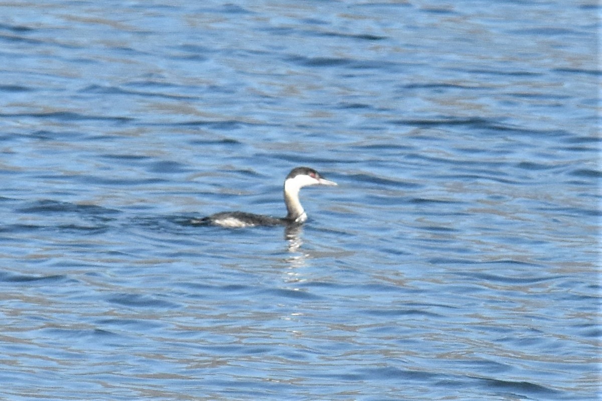 Пірникоза червоношия - ML280759481