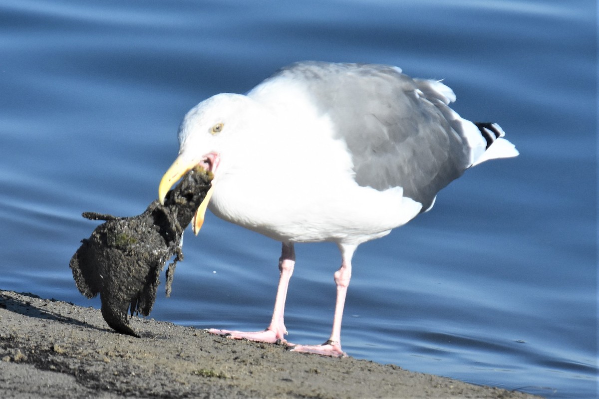 Western Gull - ML280759901