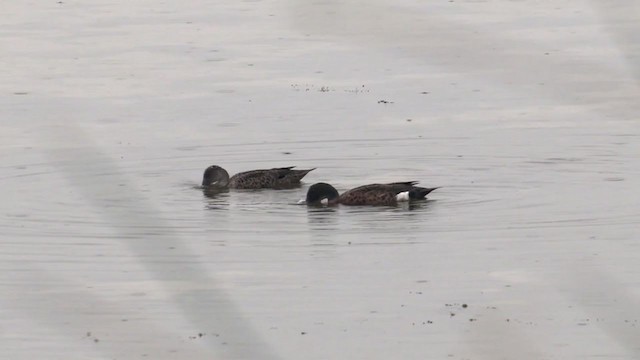 Chestnut Teal - ML280761011