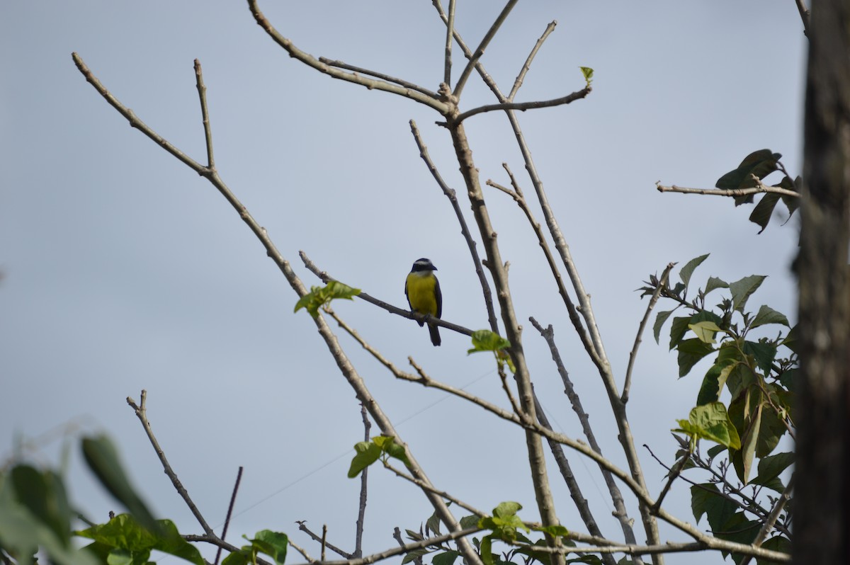 Great Kiskadee - ML280761091