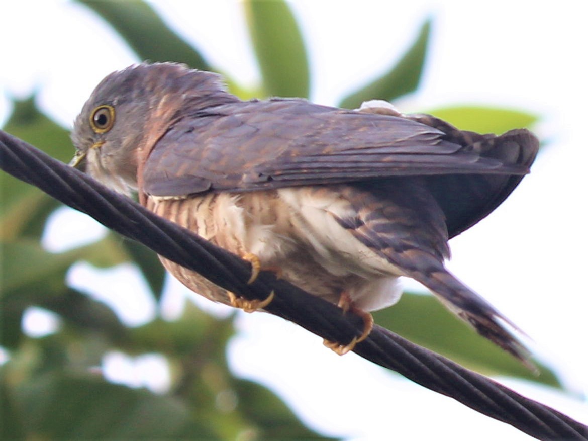 Common Hawk-Cuckoo - Ajay Sarvagnam