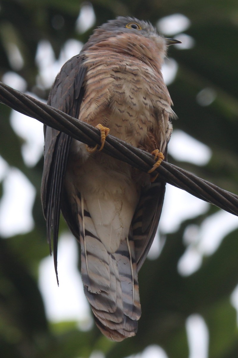 Common Hawk-Cuckoo - Ajay Sarvagnam