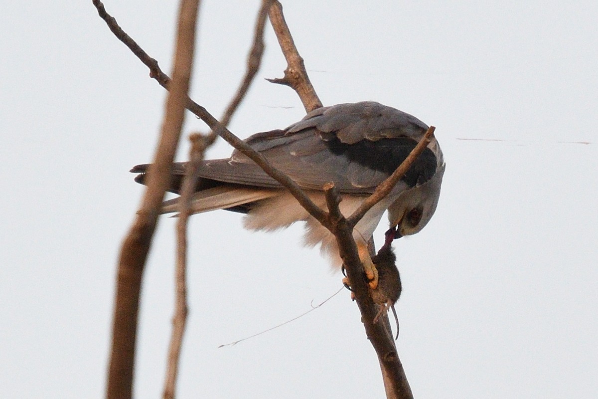 White-tailed Kite - Song Yu