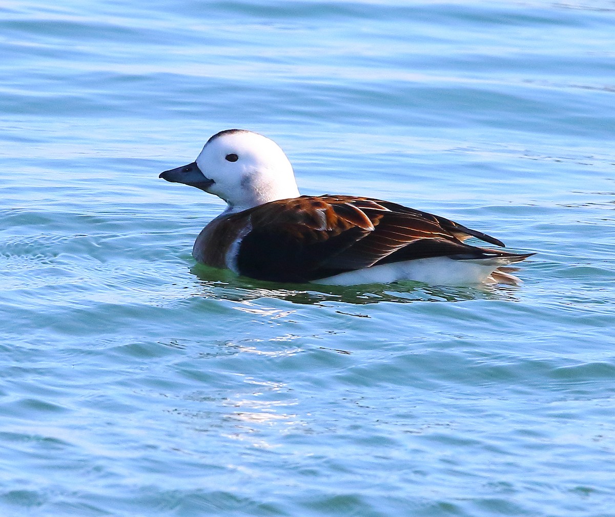 Long-tailed Duck - ML280763841