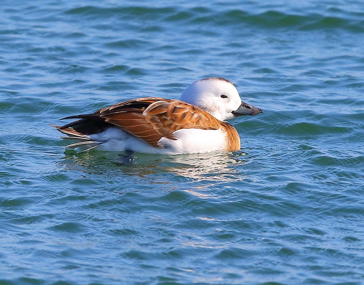 Long-tailed Duck - ML280763861