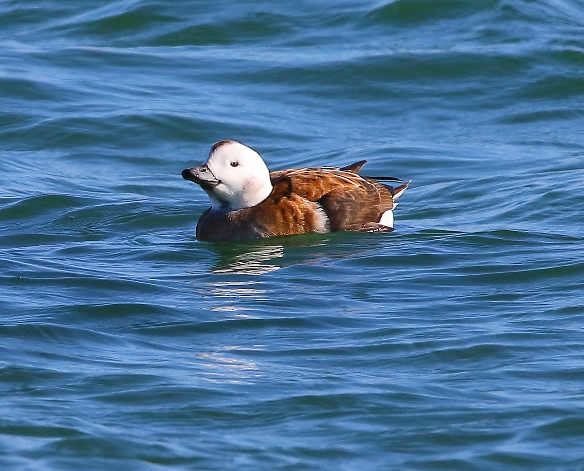 Long-tailed Duck - ML280763871