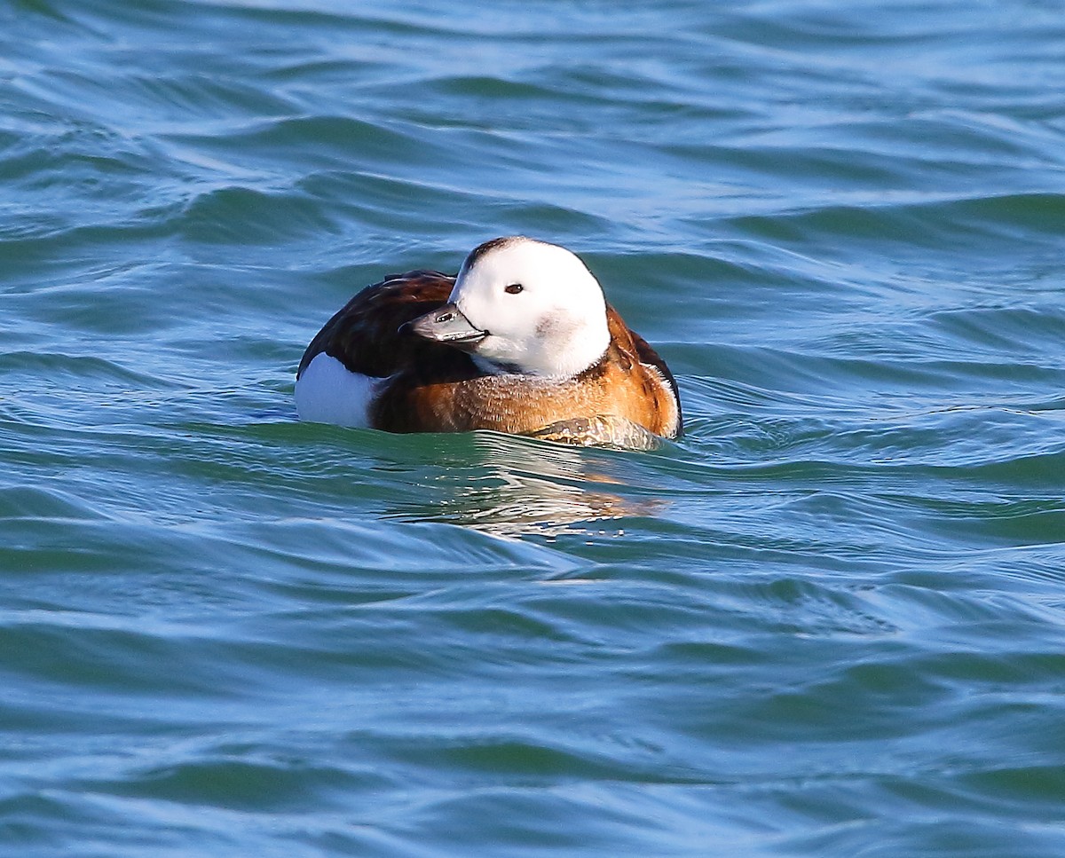Long-tailed Duck - ML280763931