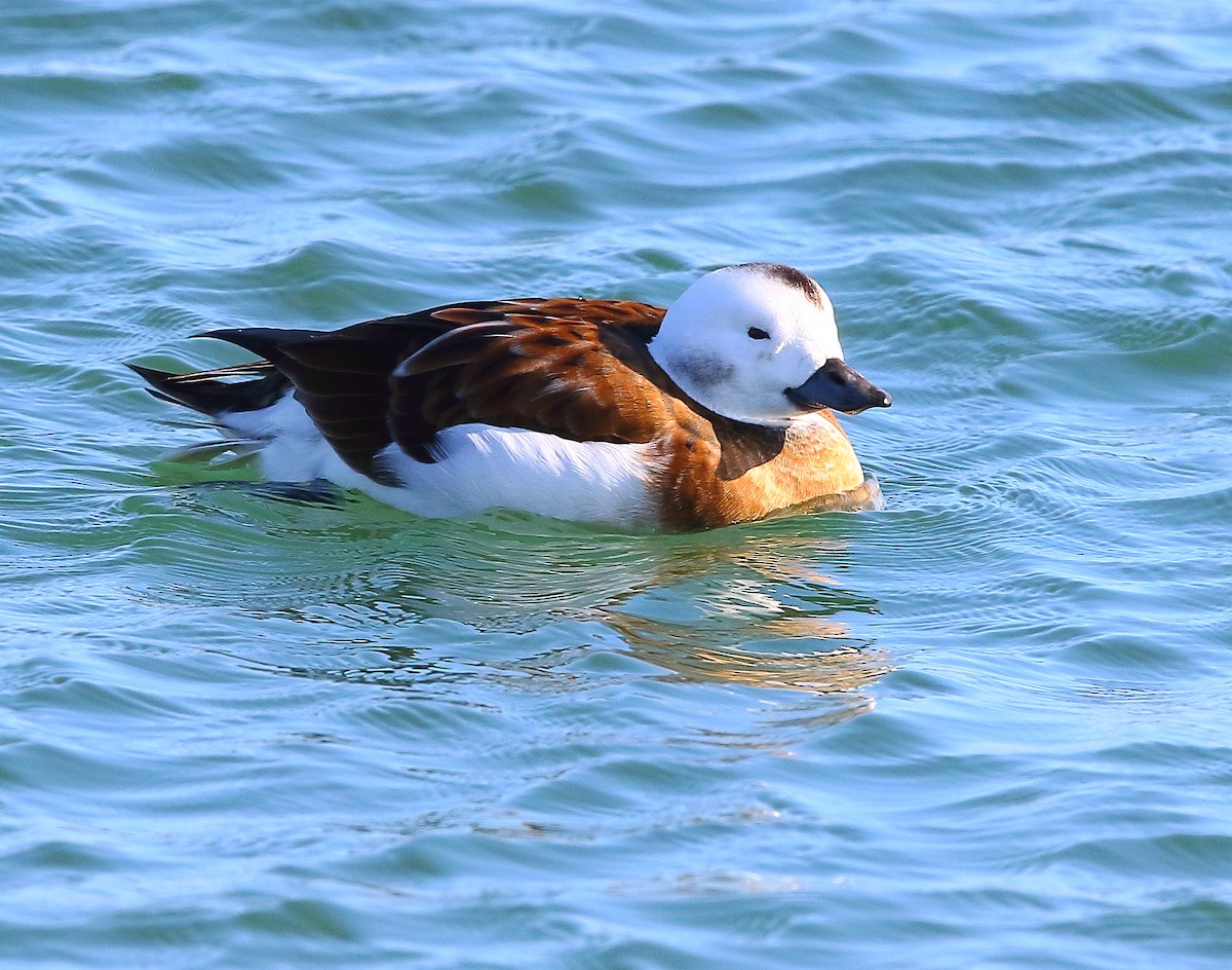 Long-tailed Duck - ML280764001