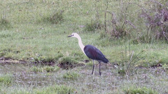 Garza Cuelliblanca - ML280764151