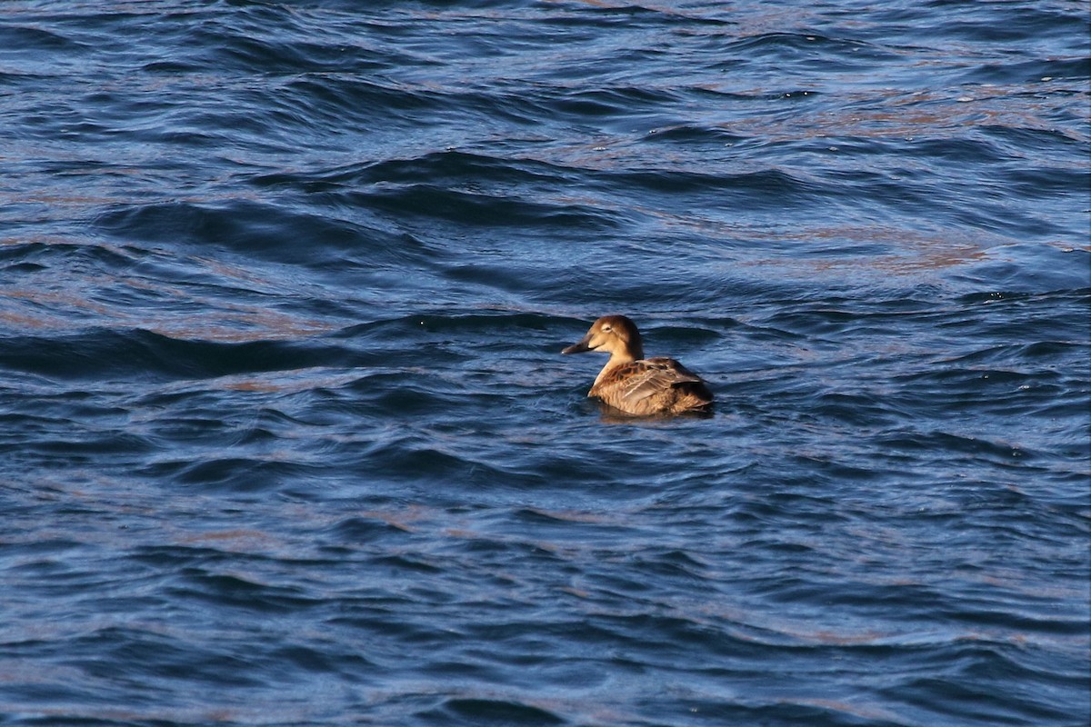 King Eider - ML280764401