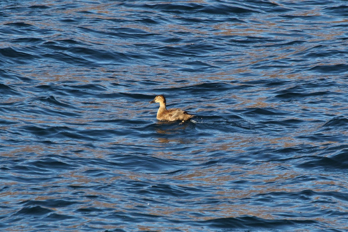 King Eider - Robin Corcoran