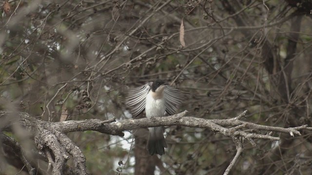 Restless Flycatcher - ML280766841