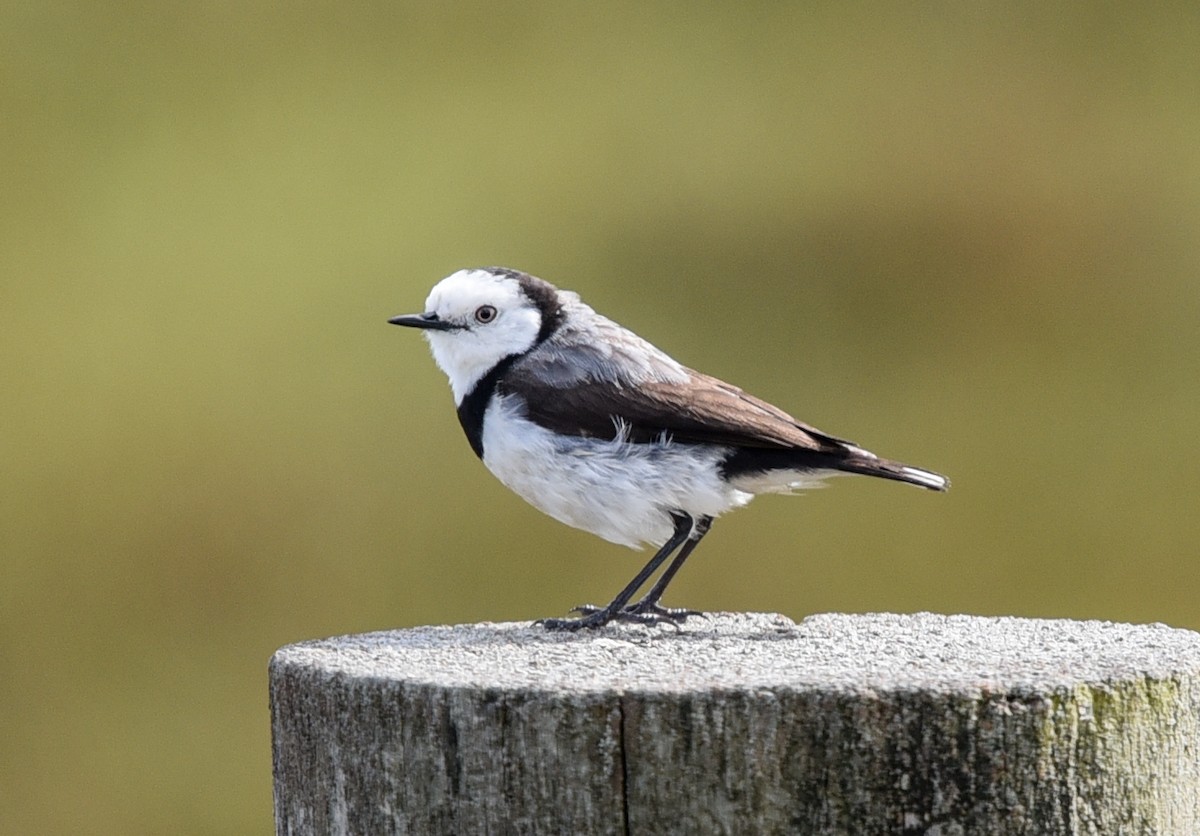 White-fronted Chat - ML280766901