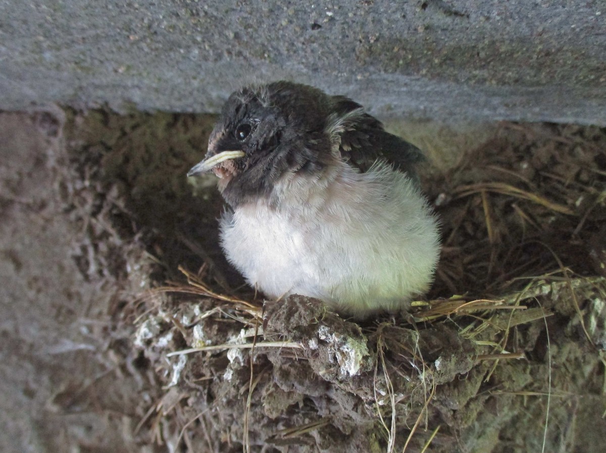 Асрын хараацай - ML280769651