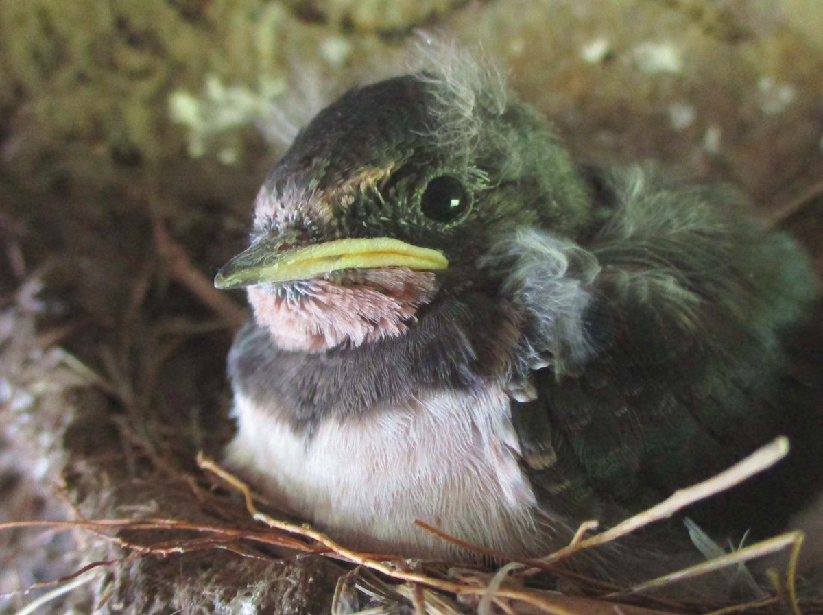 Асрын хараацай - ML280769891