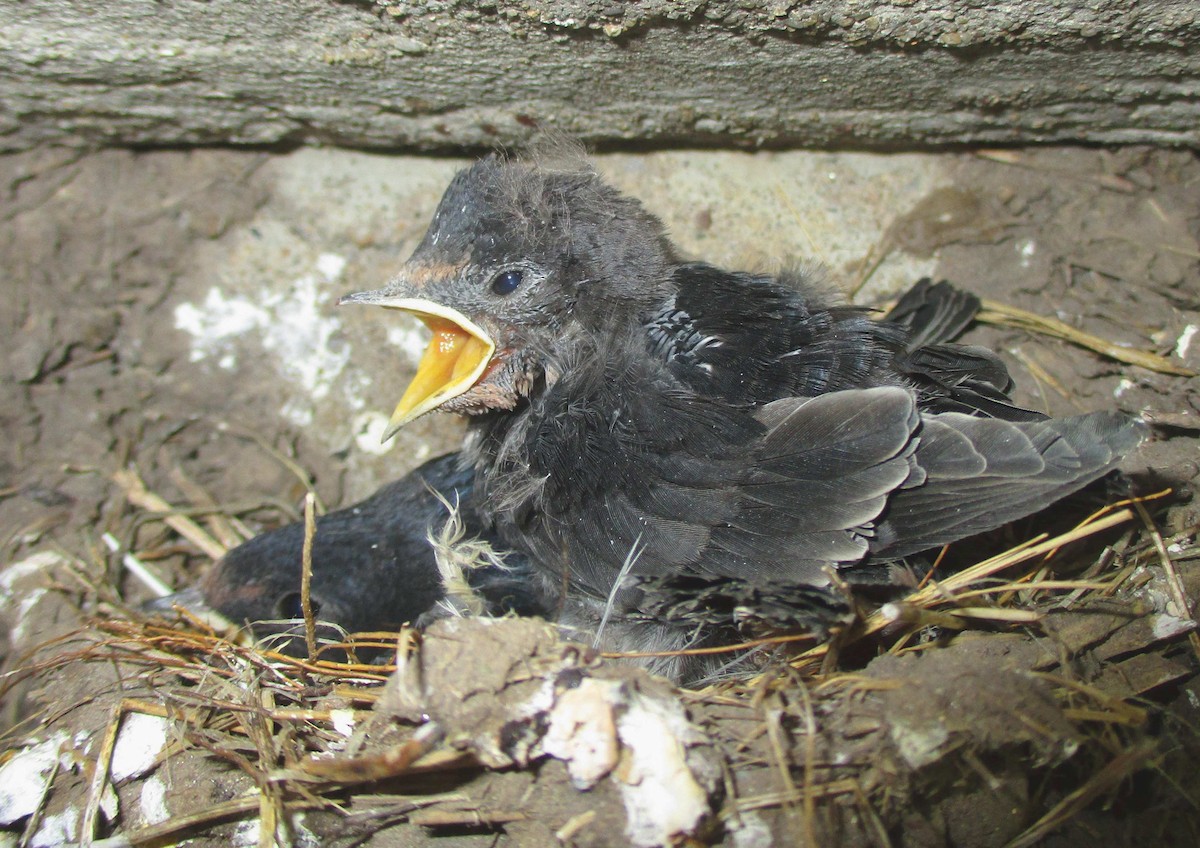 Асрын хараацай - ML280769941