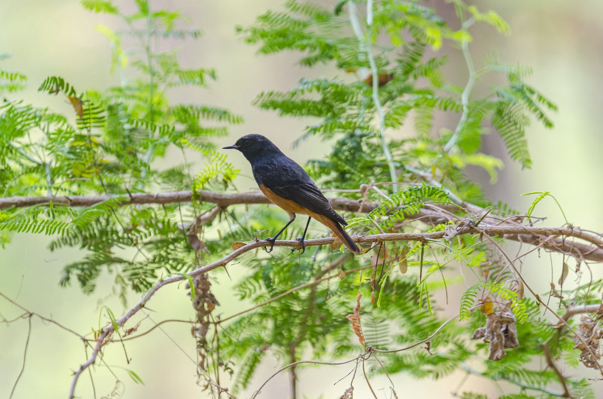 Black Redstart - ML280770311