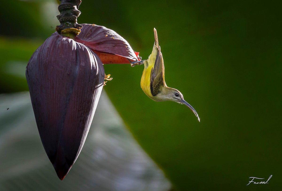 Little Spiderhunter - ML280770541