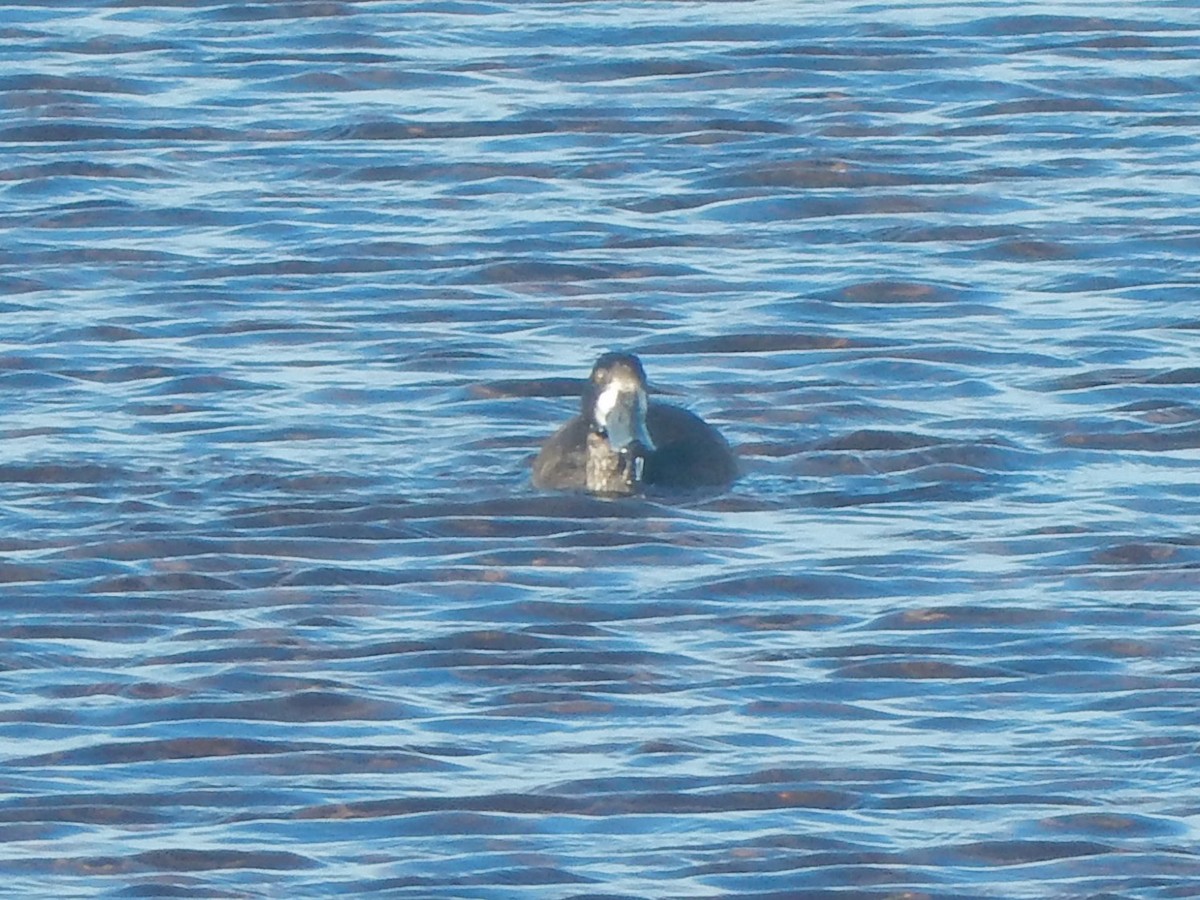 Greater Scaup - ML280771281