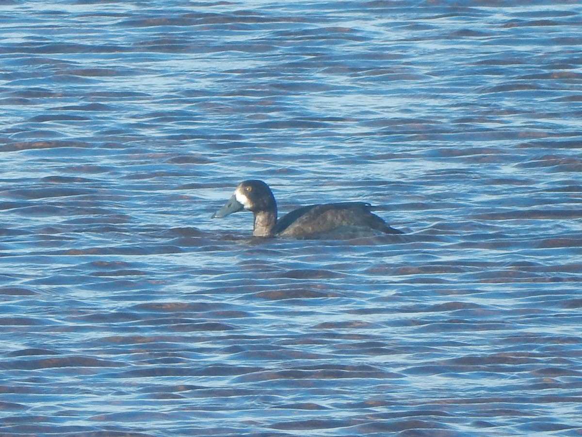 Greater Scaup - ML280771291