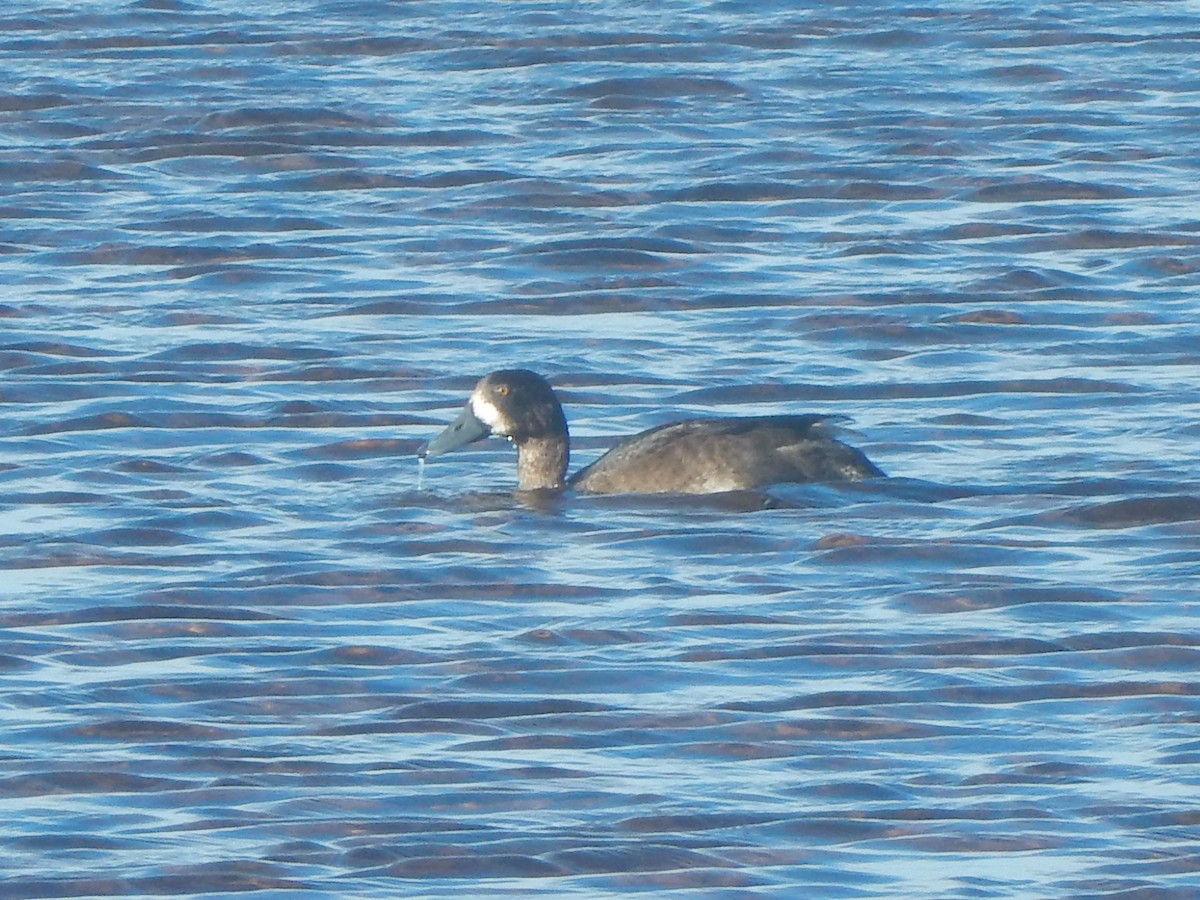 Greater Scaup - ML280771301