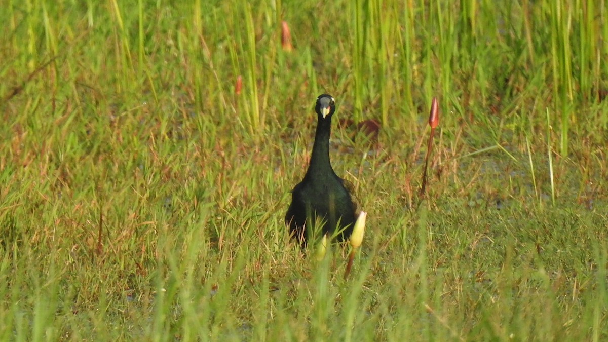 Bronze-winged Jacana - ML280772031