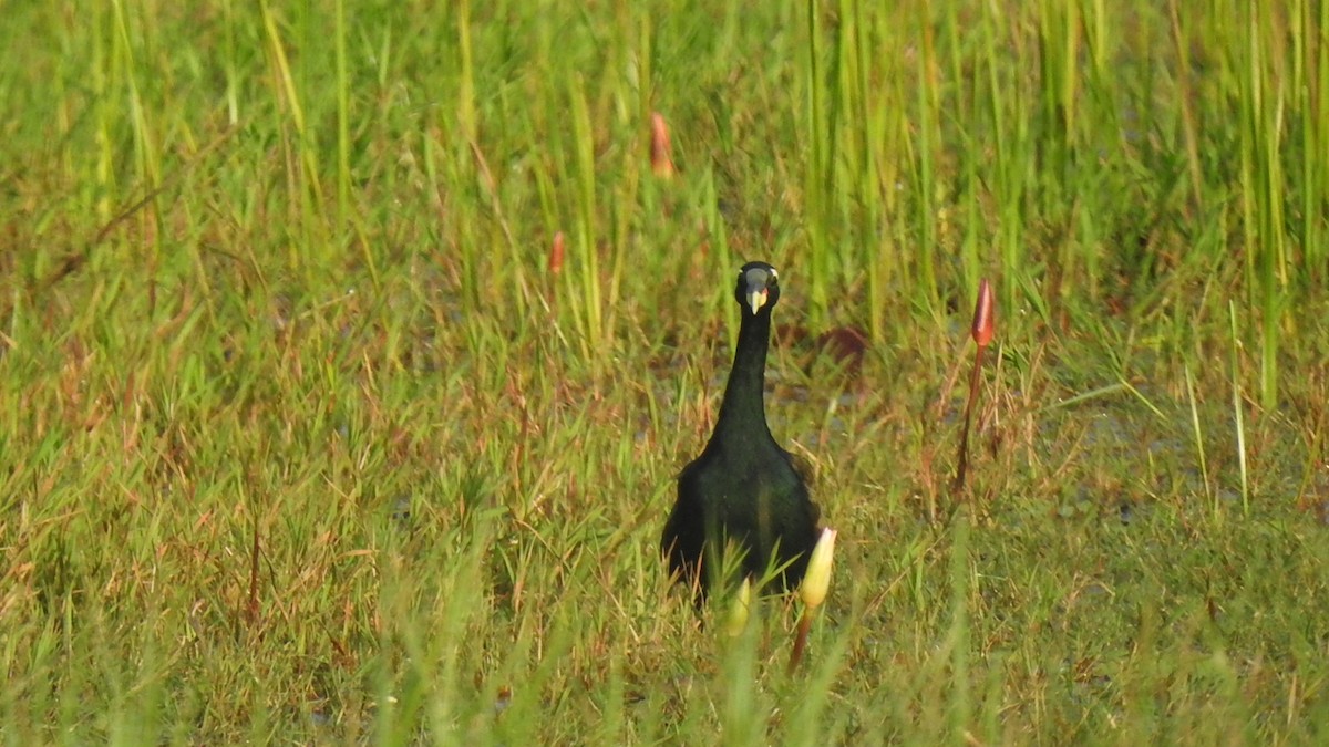 Bronze-winged Jacana - ML280772041