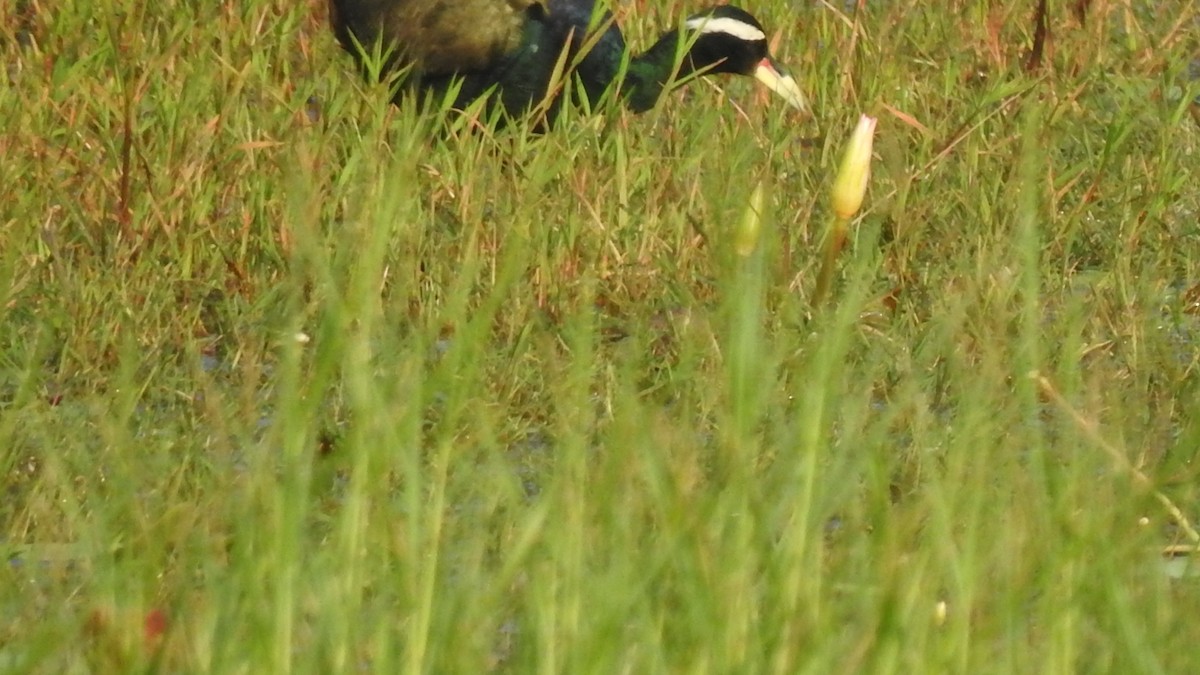 Bronze-winged Jacana - ML280772071