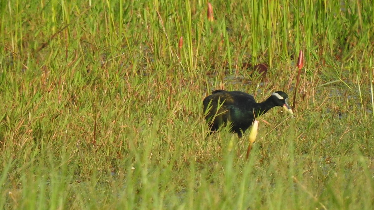 Bronze-winged Jacana - ML280772081