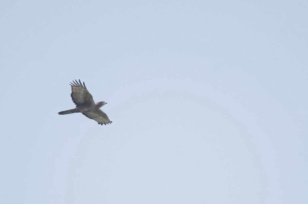 Oriental Honey-buzzard - ML280774341