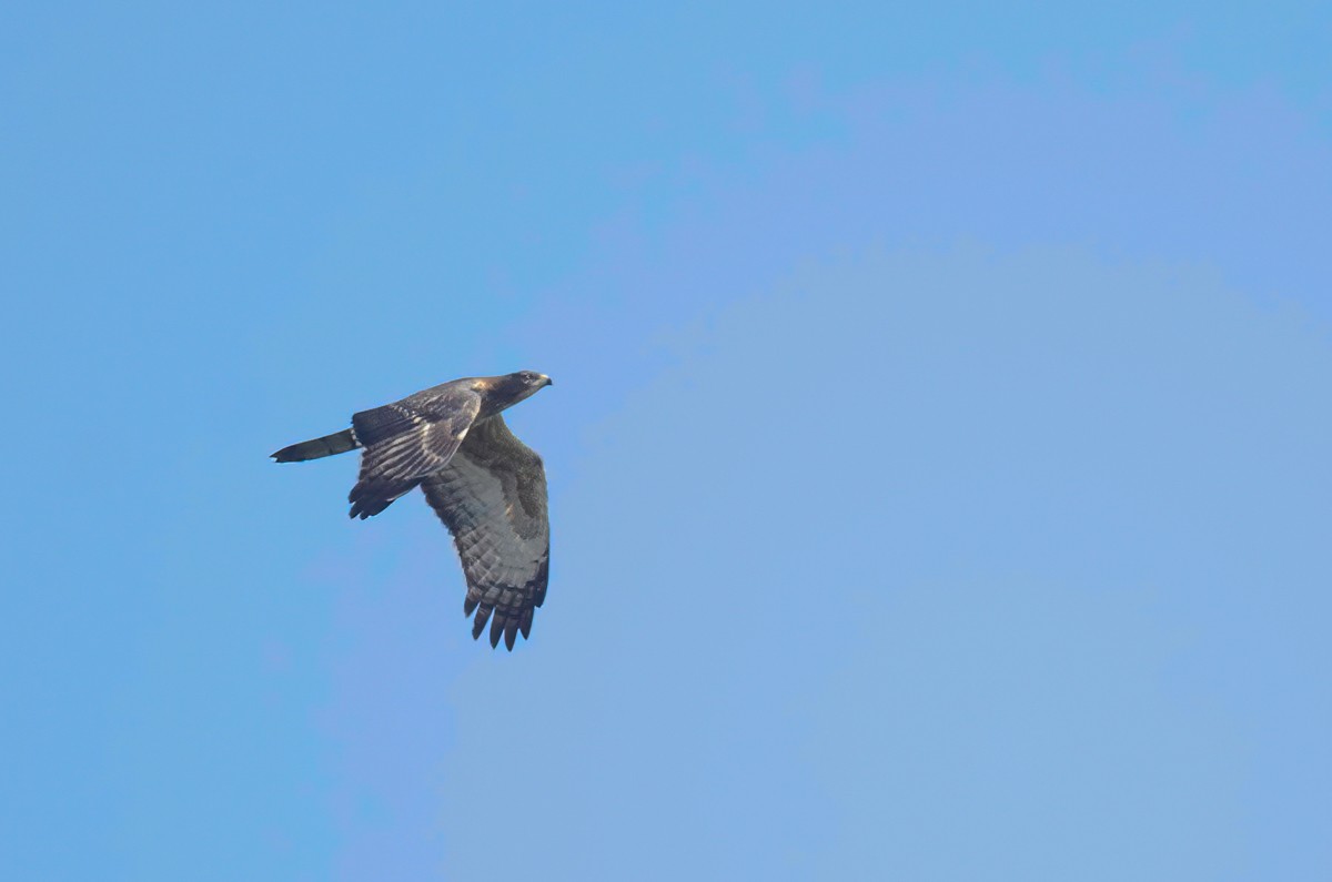 Oriental Honey-buzzard - ML280774351