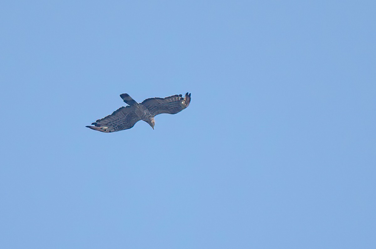 Oriental Honey-buzzard - ML280774361