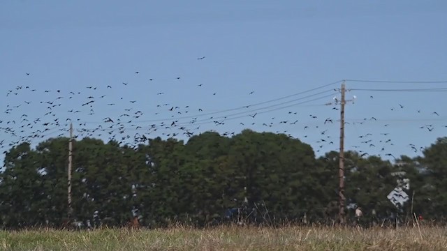 Brown-headed Cowbird - ML280775431