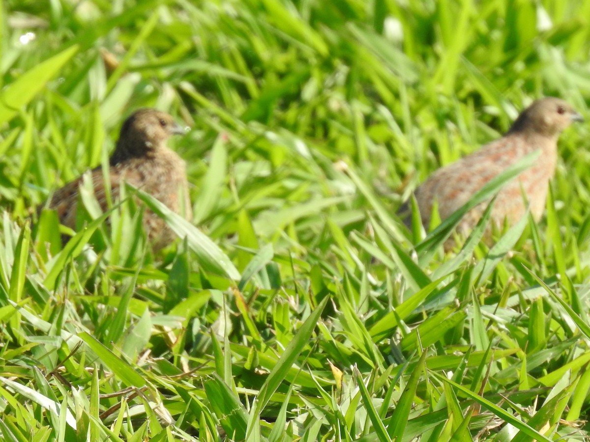 Brown Quail - ML280776201