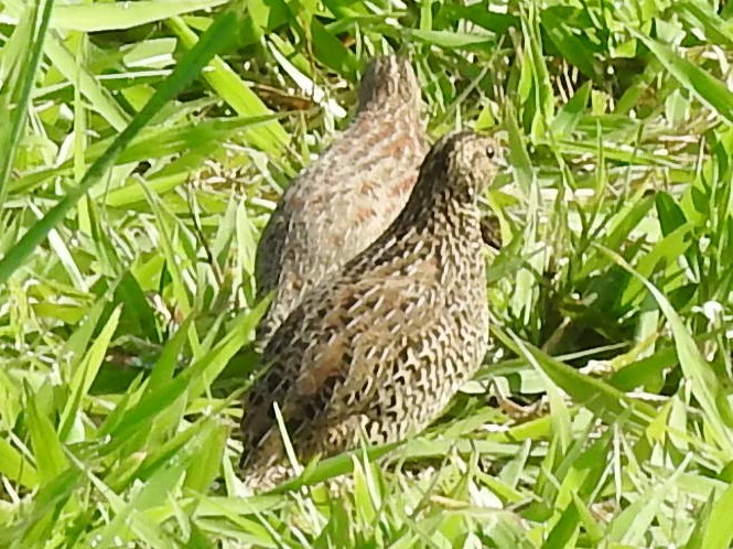 Brown Quail - Mark Tarnawski