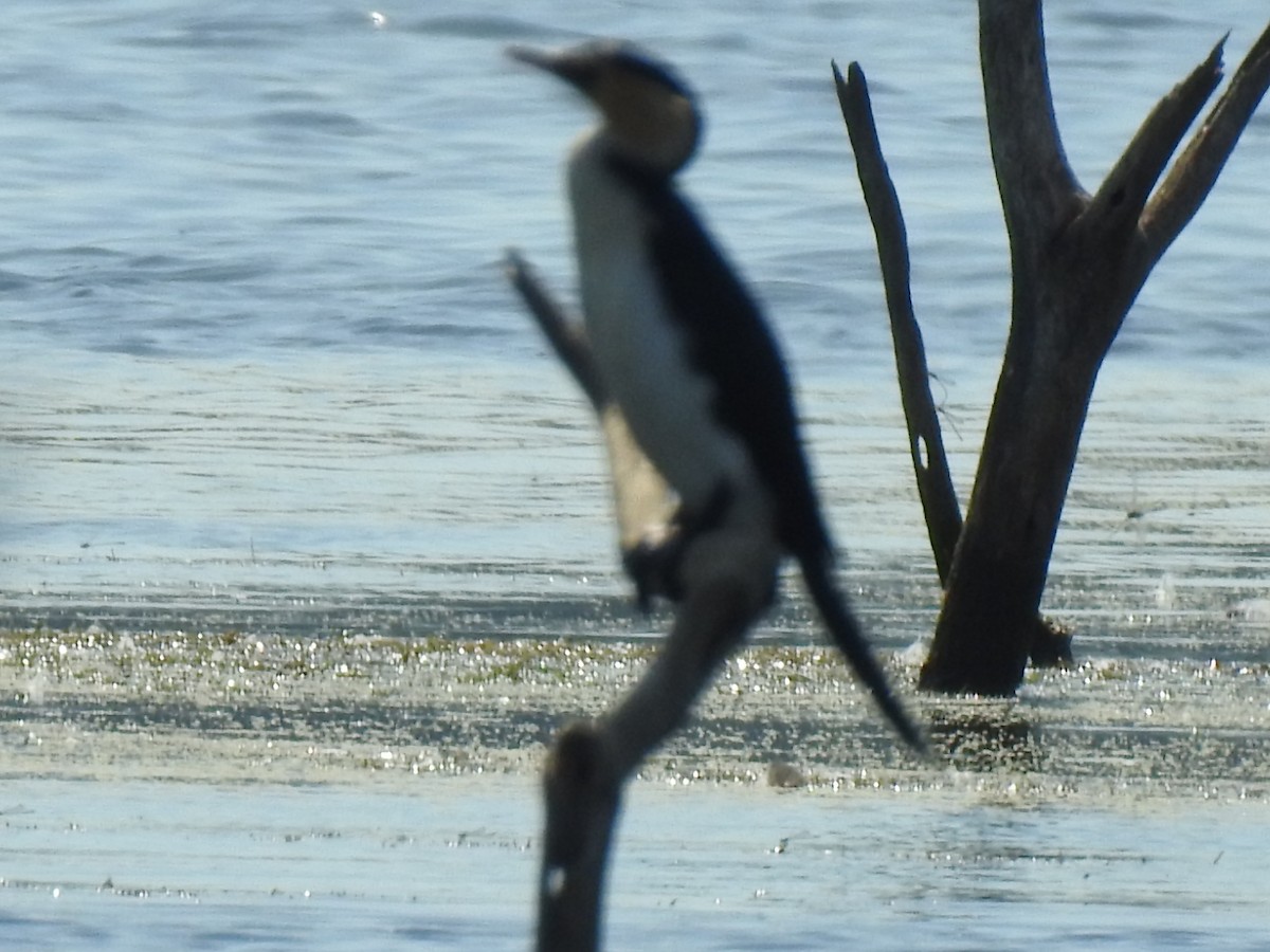 Little Pied Cormorant - Mark Tarnawski