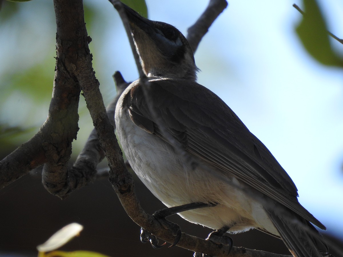 Little Friarbird - ML280776781