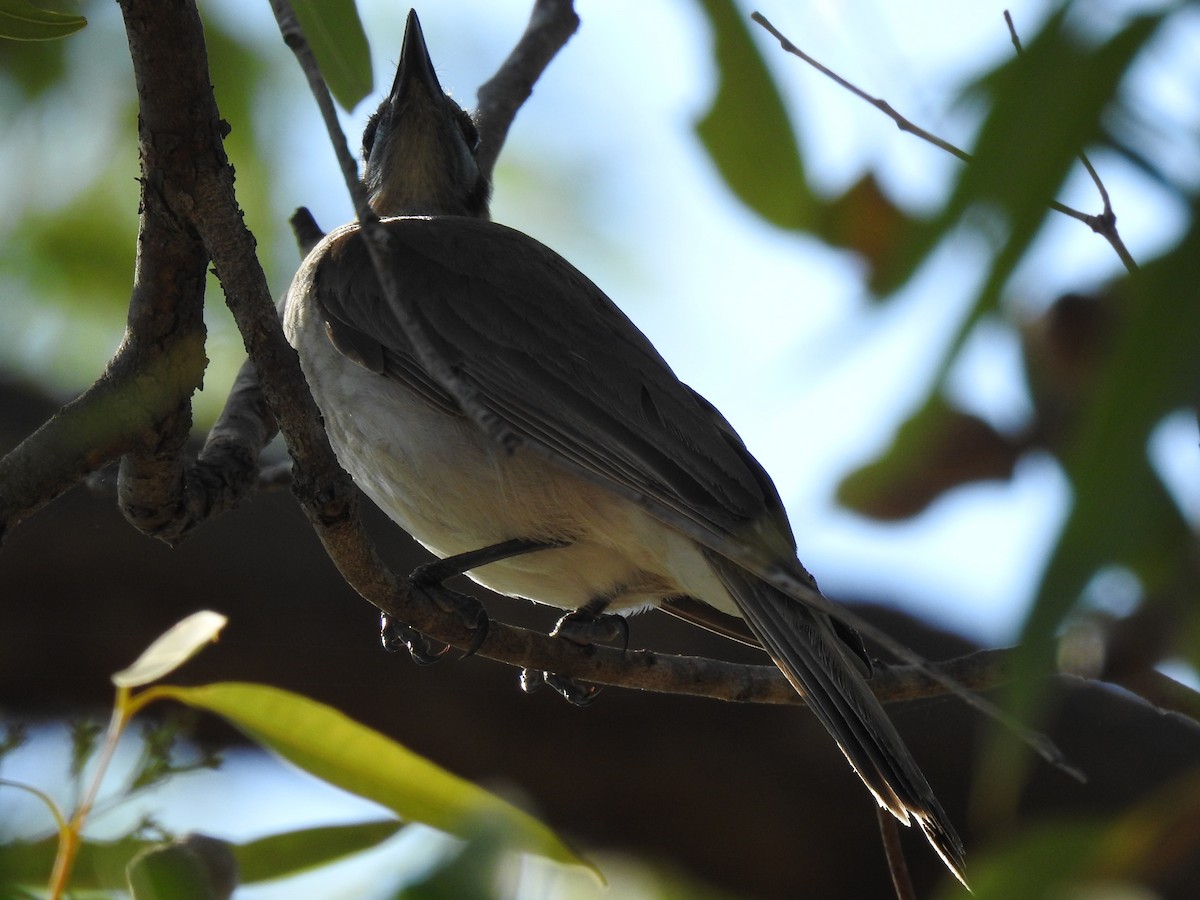 Little Friarbird - ML280776791