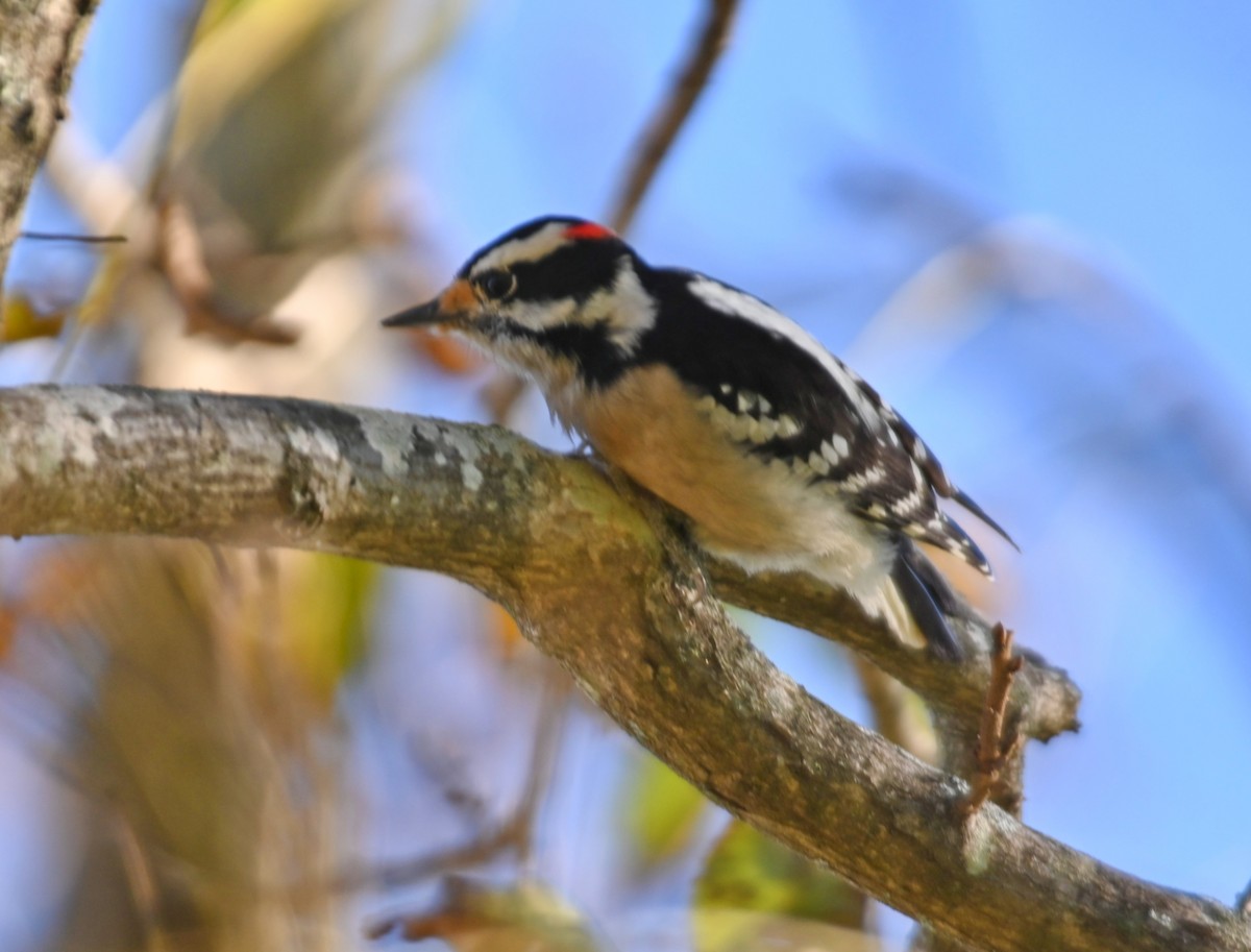 Downy Woodpecker - ML280777681
