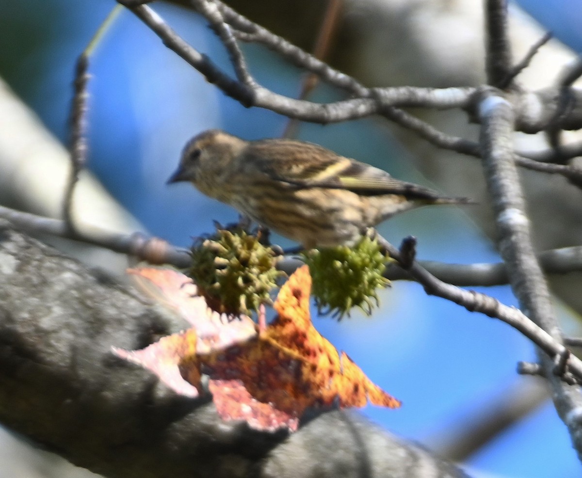 Pine Siskin - ML280777861