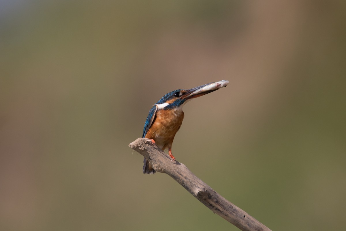 Martin-pêcheur d'Europe - ML280779271