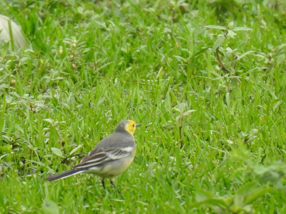 Citrine Wagtail - ML280779821